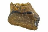 Fossil Ankylosaur Tooth - Montana #108146-1